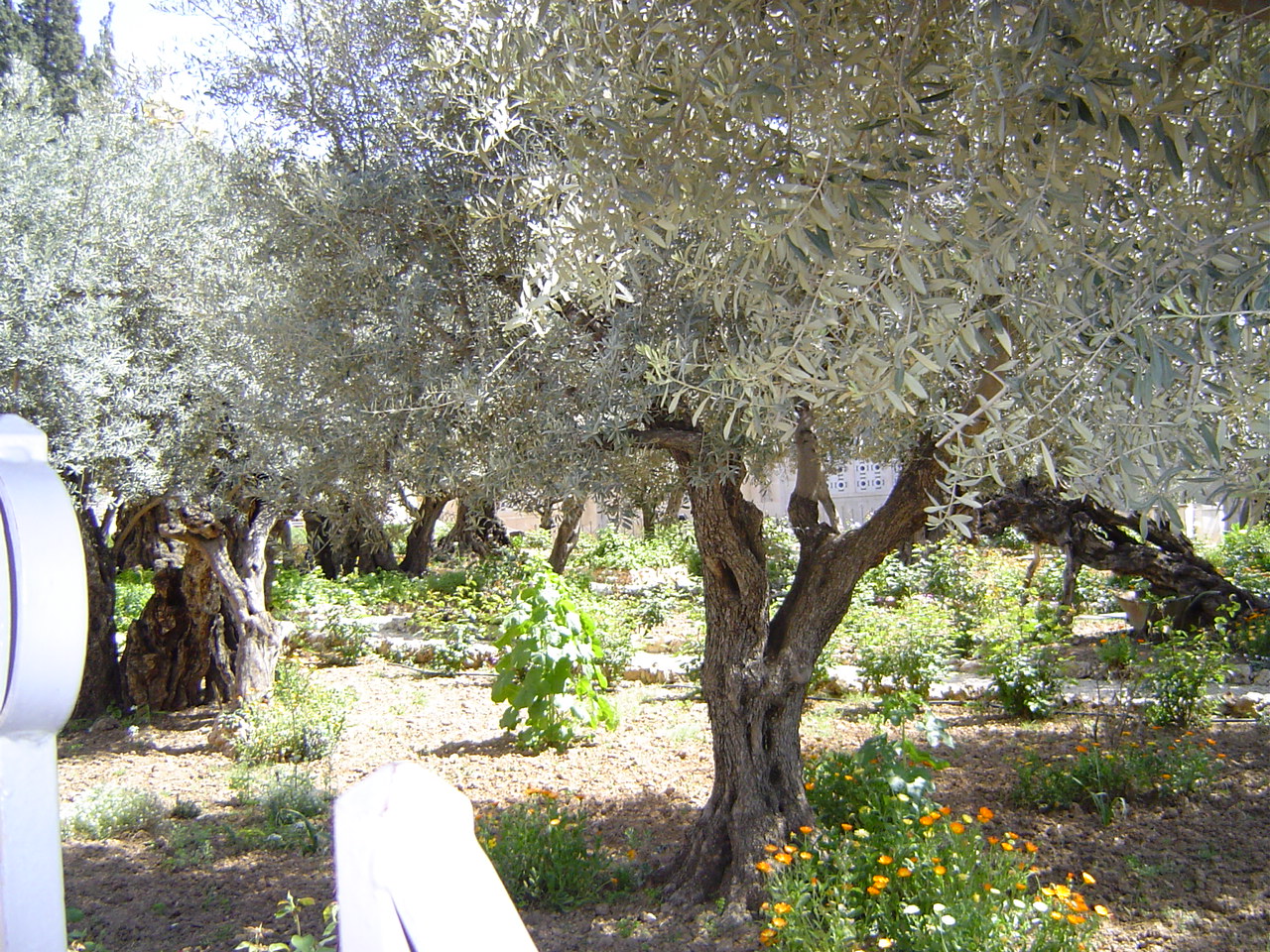 jardin des oliviers