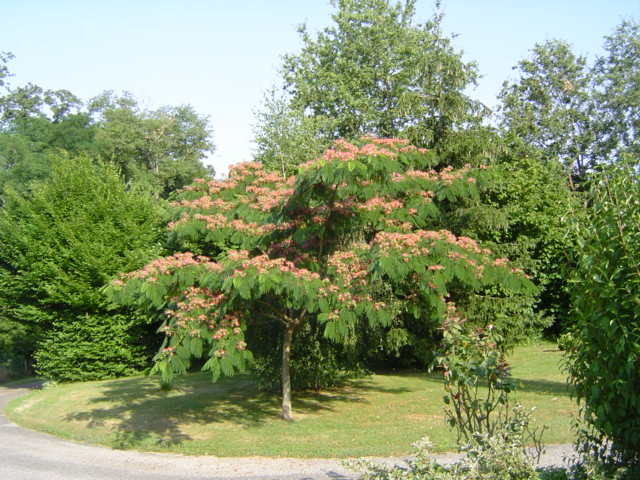 l'albizia en fleur