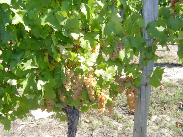 de beaux raisins vlancs qui devaient faire du bon Bergerac sec !!!
