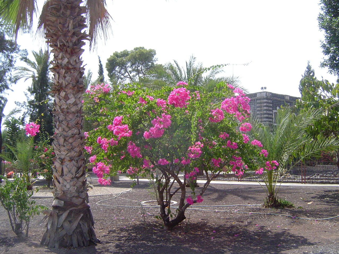 bougainvilliers  Carphanam