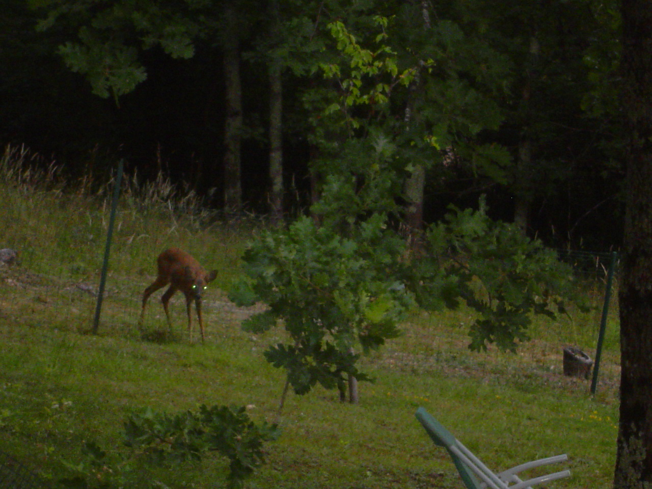 un autre visiteur du matin avec les yeux rouges!!!